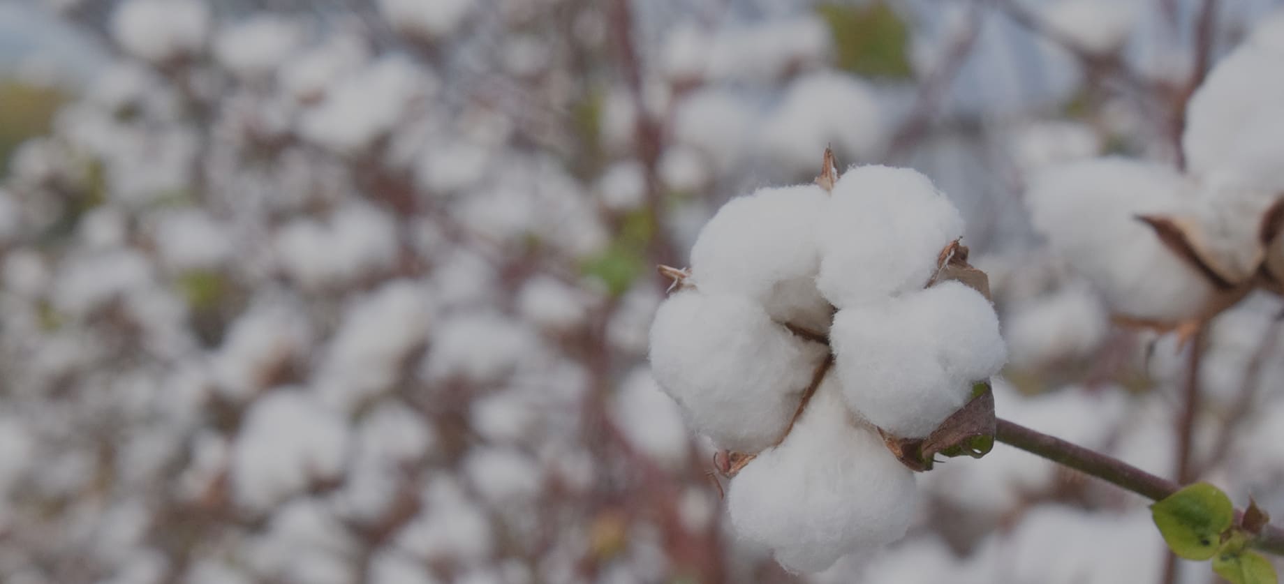 イメージ:ニセコの技術が生んだ奇跡のコットン